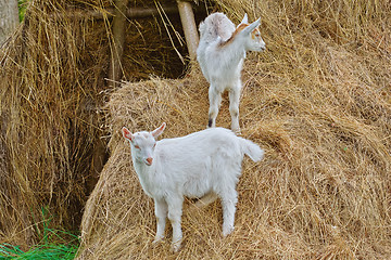 Image showing Goatlings on a Hay