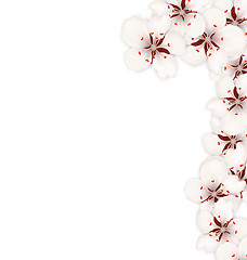 Image showing Border Made in Sakura Flowers Blossom Isolated on White