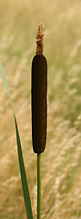 Image showing Cattail