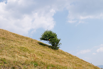 Image showing Solitary tree on top of Monte Alfeo, Valtrebbia, Italy