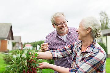 Image showing senior couple harvesting currant at summer garden