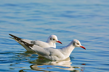 Image showing Couple of Seagulls