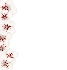 Image showing Sakura Flowers, Floral Banner for Springtime