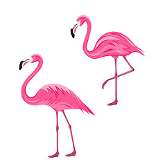 Image showing Couple Pink Flamingos Isolated on White Background