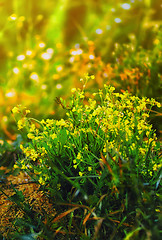 Image showing Yellow And Green Floral Background