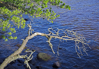 Image showing Branches Of Trees On A Background Of The Lake Ripples