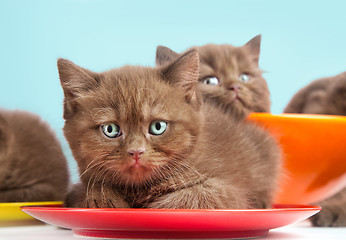 Image showing Brown kittens on colorful plates