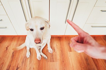 Image showing Guilty dog and his owner