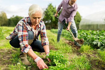 Image showing senior couple working in garden or at summer farm