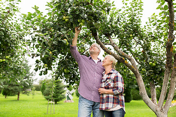 Image showing senior couple with apple tree at summer garden