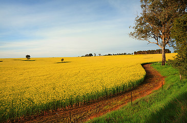 Image showing Hectares of agricultural Canola Plants in flower