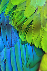 Image showing Bird Plumage feathers