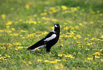 Image showing Australian Magpie Cracticus tibicen