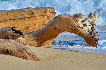 Image showing Trunk on the Sea Shore