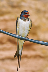 Image showing Barn Swallow on Wire