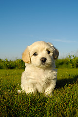 Image showing Bichon Havanais puppy dog