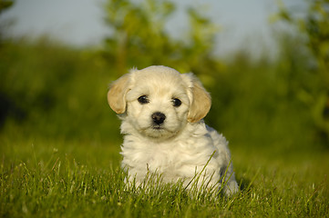 Image showing Bichon Havanais puppy dog