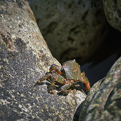 Image showing Crab on Rock