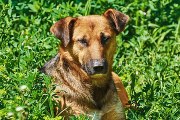 Image showing Portrait of Street Dog