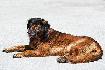 Image showing Portrait of Street Dog