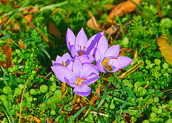 Image showing Saffron Crocus Blooming