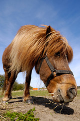 Image showing Horse is eating food