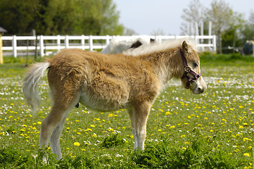 Image showing Young horse foal in profile