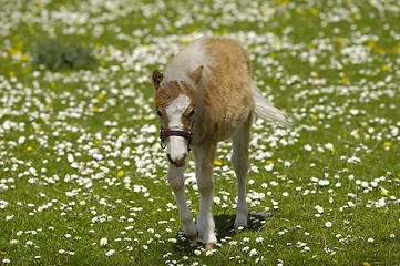 Image showing Horse foal on grass with flowers