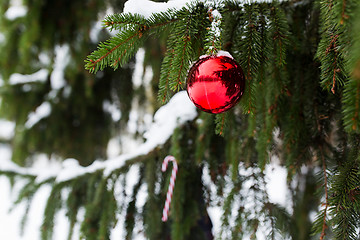 Image showing candy cane and christmas ball on fir tree branch