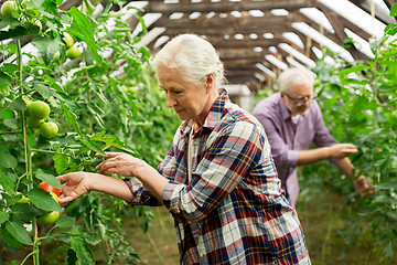 Image showing old woman picking tomatoes up at farm greenhouse