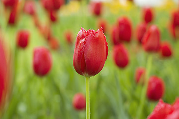 Image showing red tulips