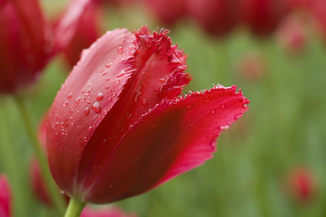 Image showing red tulip