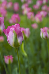 Image showing pink tulips