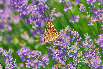 Image showing Peacock Butterfly on Lavender