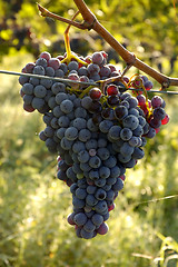 Image showing Chianti Grapes