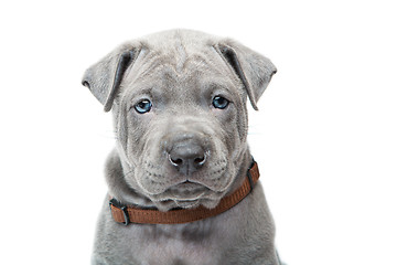 Image showing Thai ridgeback puppy isolated on white