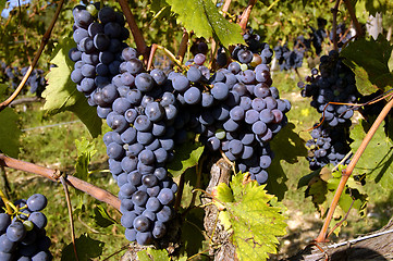 Image showing Grapes On A Vine