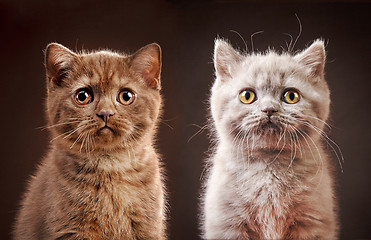 Image showing portrait of british kittens