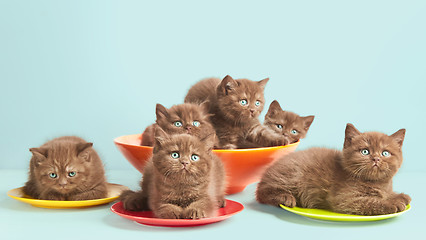 Image showing Brown kittens on colorful plates