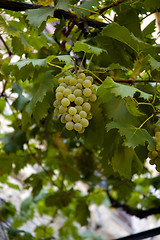 Image showing Green Grapes