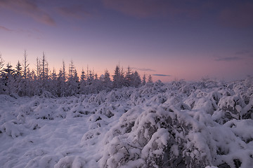 Image showing Dawn in a beautiful forest