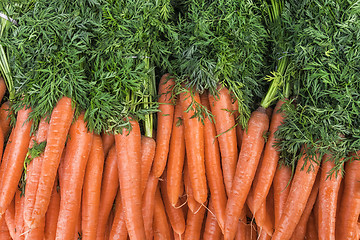 Image showing Carrots