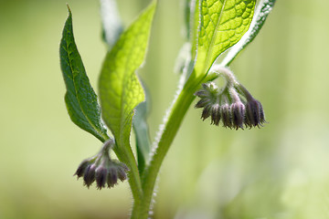 Image showing Comfrey
