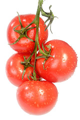 Image showing Fresh vine tomatoes