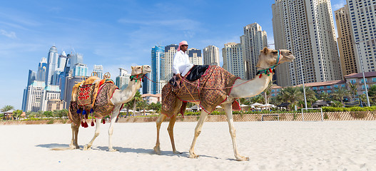 Image showing Man offering camel ride on Jumeirah beach, Dubai, United Arab Emirates.