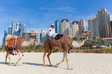 Image showing Man offering camel ride on Jumeirah beach, Dubai, United Arab Emirates.