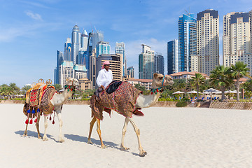 Image showing Man offering camel ride on Jumeirah beach, Dubai, United Arab Emirates.