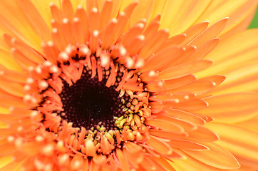 Image showing Gerbera flower in a garden