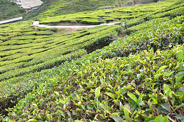 Image showing Tea plantation located in Cameron Highlands