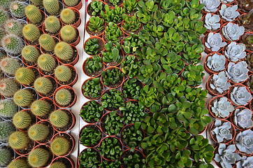 Image showing Group of small cactus in the pot